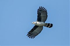 Gray-headed Kite